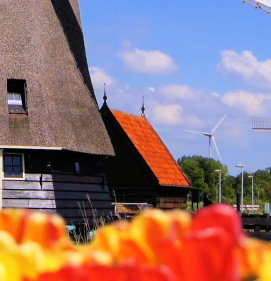 世界动物国宝排名第一