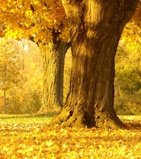 中国领土占世界第几