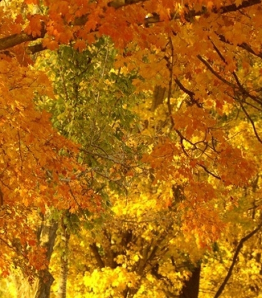 我的世界鸡蛇如何驯服