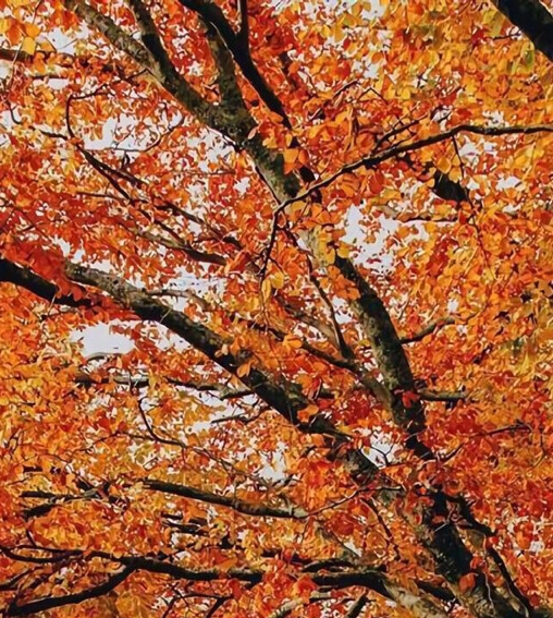 深圳小梅沙海洋世界门票优惠