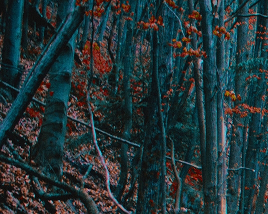 魔兽世界60级宝宝技能大全