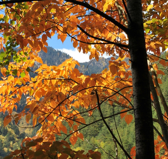 长隆欢乐世界过山车