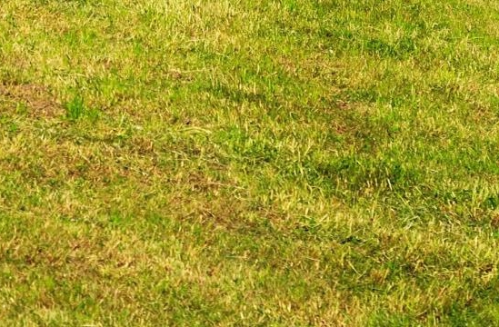 世界上最大的发达国家