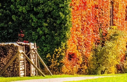 世界有没有龙的存在