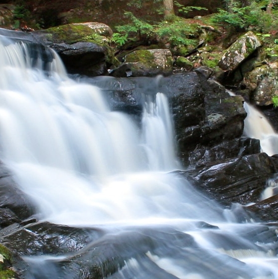 宝宝巴士动物世界鳄鱼和燕千鸟