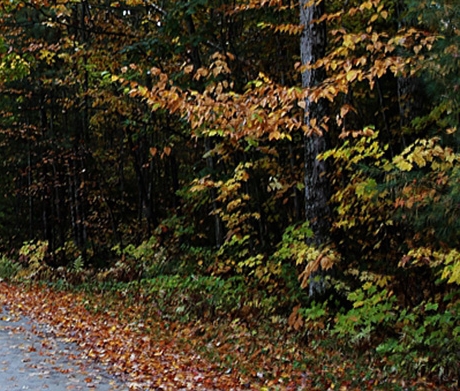 我的世界所有动物