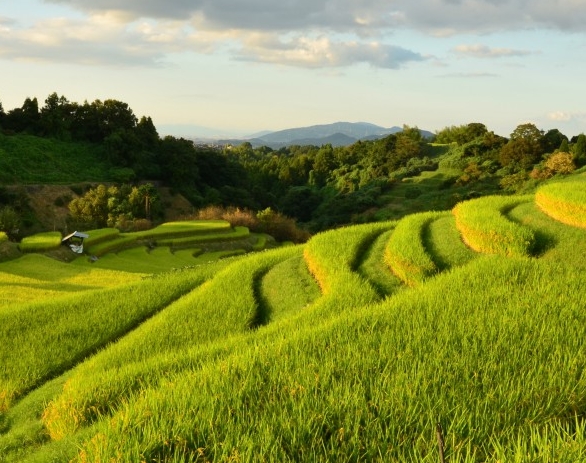 我的世界国际基岩版