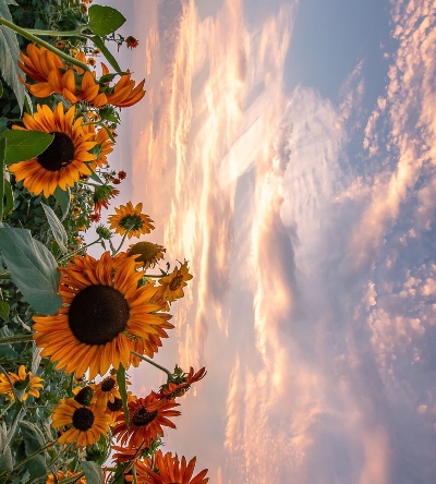 成都达尔科技最新招聘