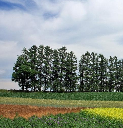 世界上最重的蟒蛇是什么