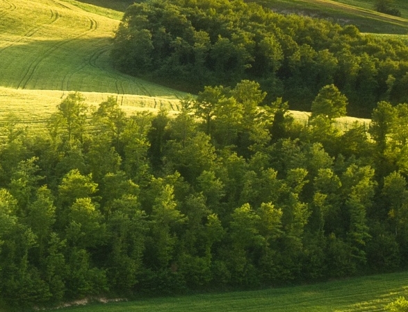 世界征服者3内购破解版三神将免费满99级