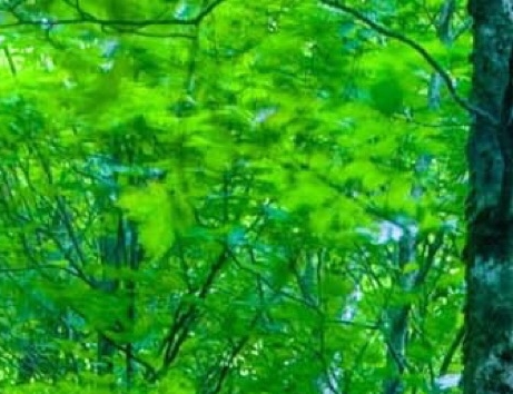 微吼科技