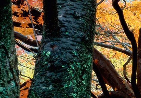 和宝藏世界类似的手机游戏