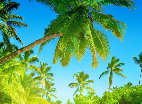 异世界魔法师西夫诺免费漫画网站在线观看