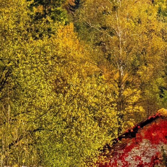 目前世界拳王排名第一