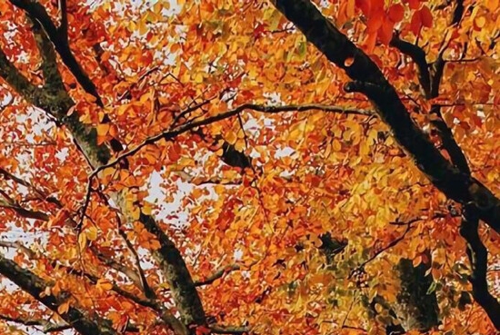 深圳市嘉宇顺科技有限公司电话