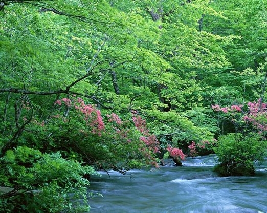 树叶创意服装教案