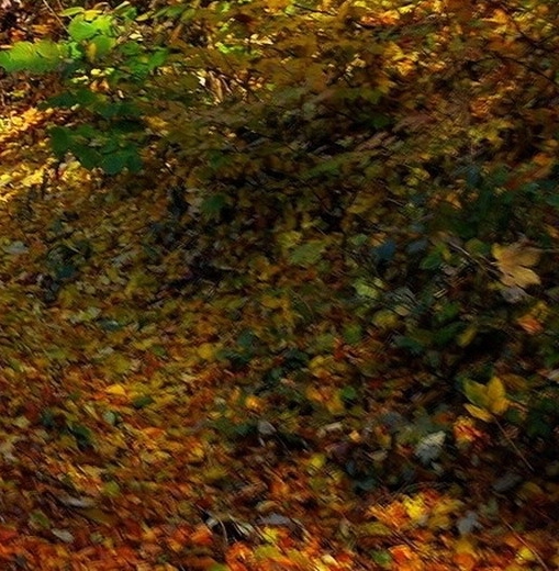 这个世界我来过