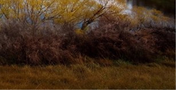 怪物猎人世界官网平台