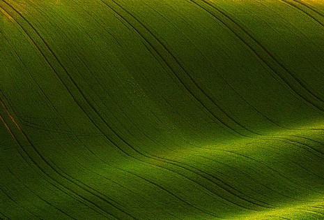 世界上最大的食人鱼图片