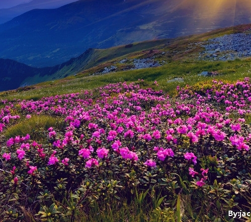 成年人的世界是什么样子的