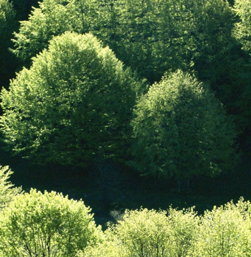 世界上面积最大的热带雨林分布在