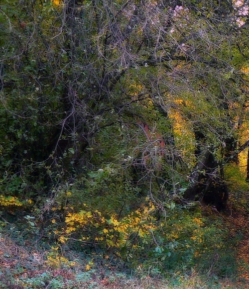 新恒汇电子怎么样