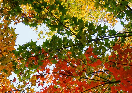 最新钻石报价表2023