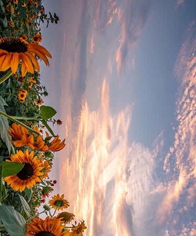 世界上最贵的超跑排名