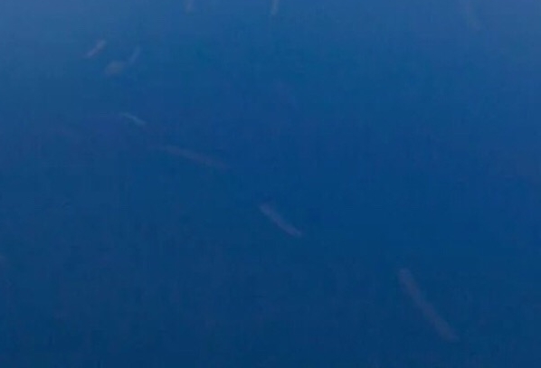 世界十大水果产量排名