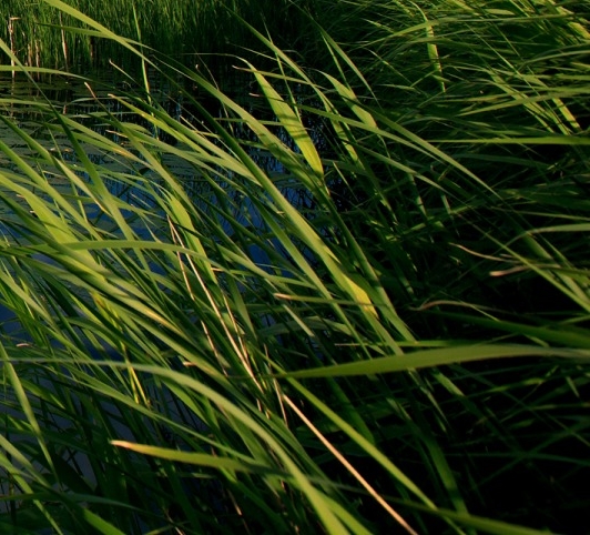 电脑版mc狐狸关闭