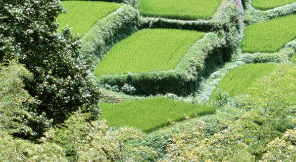 赞美诗世界美丽非常原唱歌词