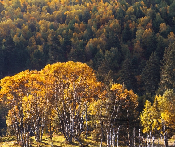 family广告的寓意图片