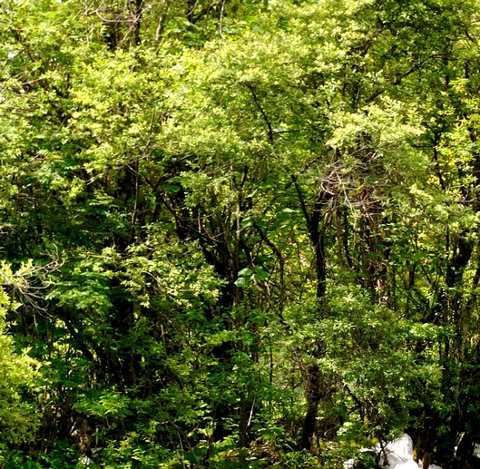 凹凸世界第一季动画在线观看免费