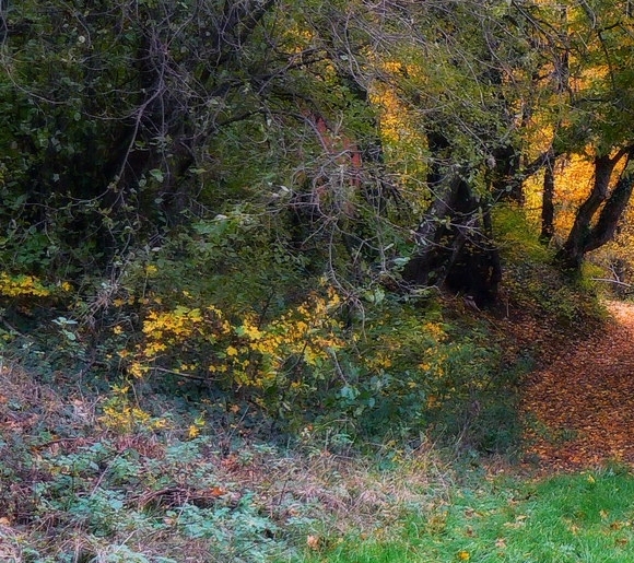 四川大学比较文学与世界文学考研