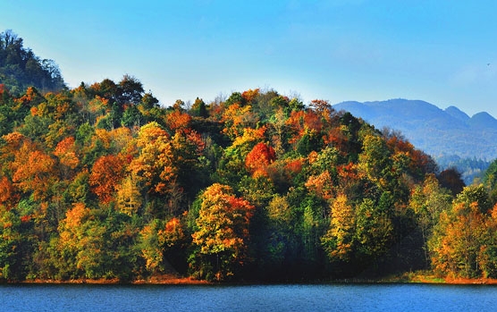 我的世界我的伙伴狐狸