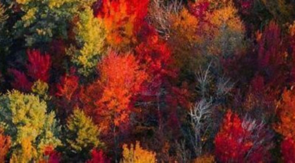 在华睿干过的还能进大华吗