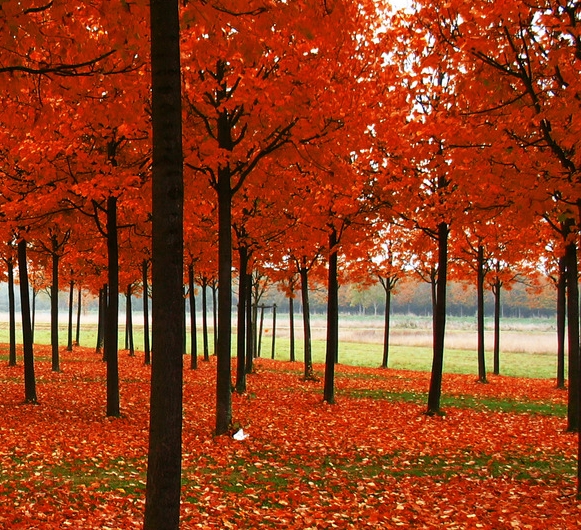 我的世界饥饿游戏哪里玩