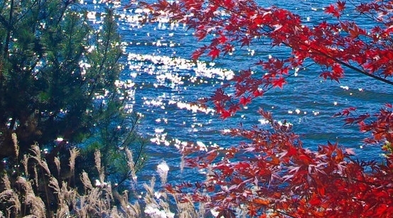 世界上最贵的轮胎是什么