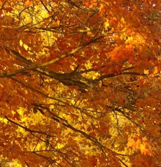 武汉工程科技学院百科