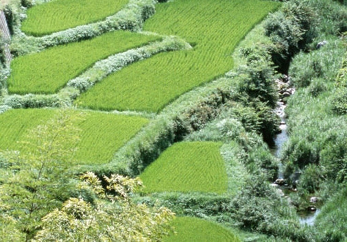 世界上最简单的歌曲和歌词