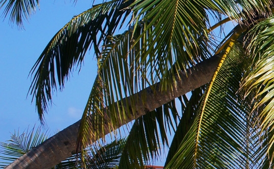 布瓜的世界高清图片