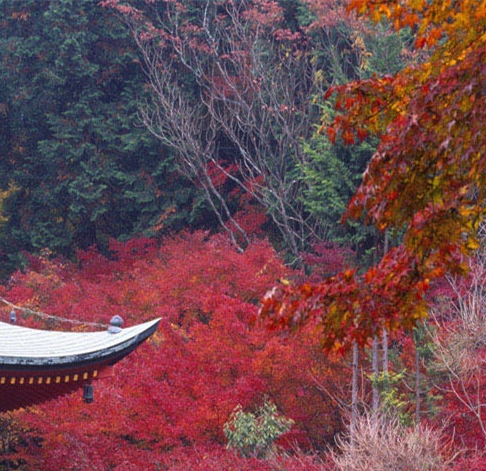 侏罗纪世界沧龙吃鲨鱼