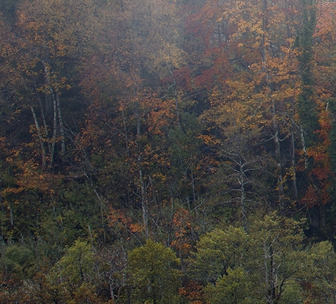 世界最长的吊:一览世界最长的吊、吊索桥和吊兰，壮丽景观惊艳萦绕