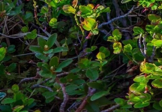 北京中科软科技股份有限公司