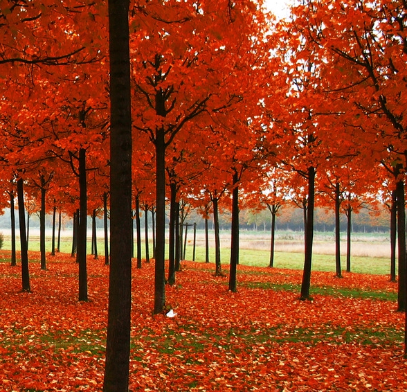 我的世界快速寻找村庄