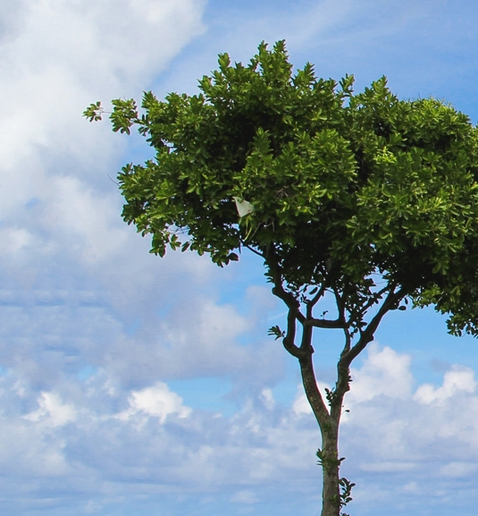 北京中科科美科技股份有限公司