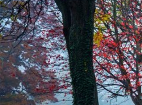 世界奇妙物语 2013年春之特别篇