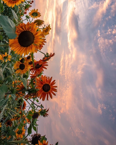 我的世界皮肤网站有哪些