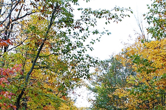 mhw冰原主线全部任务