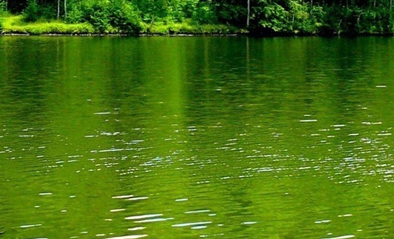 世界上最大的生活在海洋的动物是什么